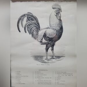 Large Rooster print